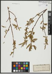 Foto von Salix alba L.